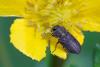 Anthaxia sp.